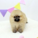 강아지고양이 미유펫 청주점 이미지