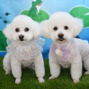 까꿍펫살롱 이미지