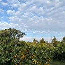 모랑스 | [제주맛집]우대갈비 맛집 몽탄 제주점 이용후기 &amp; 무료 주차장 | 생일기념 소고기 플렉스 | 캐치테이블...