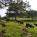 제천염소도축장 이미지