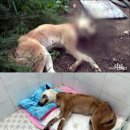 황구농장 이미지