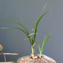 피기피기 이미지