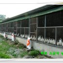 백봉농장 이미지