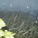 송우목장 | 한북정맥 국사봉~죽엽산~비득재