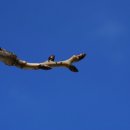 명품소나무길 이미지