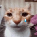 에브리캣 | 시드니 여행기 1편: 내가 꿈꿔왔던 시드니에 가다니 !!