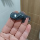 내돈내산) 토르홉 미온스팀 클렌징젤밤 솔직후기