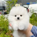 멍냥스타 강아지분양 고양이분양 이미지