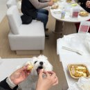 반려동물수제간식만들기 | 경북 구미 반려동물 수제간식 만들기 출강 /펫푸드 출강 / 엘지베스트샵 반려동물 수제간식 클래스...