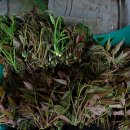 ♡모내기 하던날♡ 이미지