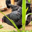 아성슈퍼 이미지