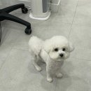 내동애견 이미지