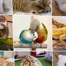 미어캣인더시티 이미지