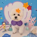 꽁꼼하개 이미지