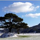 소나무풍경 이미지