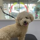 멍멍이 미장원 이미지
