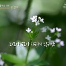 365일 들풀묵상 111 / 산갈퀴(4월 20일) 이미지