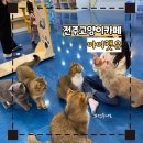 고양이카페 아이캣유 | 전주 고양이 카페 아이캣유 오픈런 후기! 개냥이 만날 수 있음