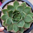 포에버농장 이미지