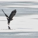 오리사냥 이미지