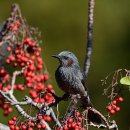 이나무(椅木) (Igiri Tree)와 직박구리 이미지