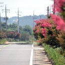 배롱나무길 이미지