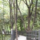 🚇준비중[일]안산소나무숲속길 메타콰어숲길 봉수대 자락길 힐링걷기/옹심이 팥칼국수먹어요 이미지