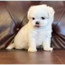 강아지에 빠지다 이미지