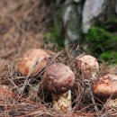 명성송이대게 이미지