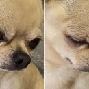 거북이의 꿈 이미지