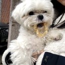 위례나무동물병원 이미지