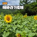 8월 둘째주 태백 해바라기 축제&amp; 용연동굴 테마여행 이미지