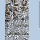 펌킨 펫하우스 청담 이미지