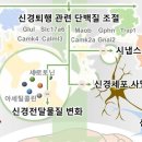 알츠하이머 치료 &#39;환경적 풍부화&#39; 효과·기전 규명 이미지