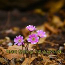 봄, 희망의소리 이미지