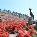 진달래 흑염소 데일리저널
