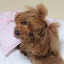 안나 제니 펫샵 이미지