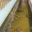 청송식당 | 청송소노벨 맛집 주왕산송어 청송 주왕산 늦은시간 영업 주왕산식당 내돈내산 후기