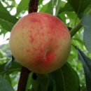 고죽1리 이미지