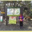 2012년 2월 11일 고흥 나로도 봉래산 산행중에 만난 복수꽃 이미지