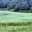 화천장뇌삼 | 5/28 화천 두류산 - 만산