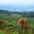 대평 목장 이미지