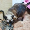 디디그루밍 이미지