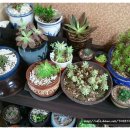 동백나무집 이미지