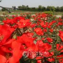 장미공원C 이미지