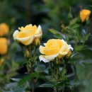 도당공원 이미지