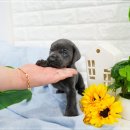 컴투펫 강아지분양 고양이분양 인천본점 이미지