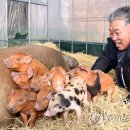 황금돼지농장 이미지