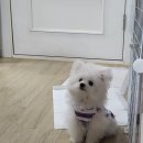 도그버디 네이버블로그
