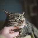 송동물병원 이미지